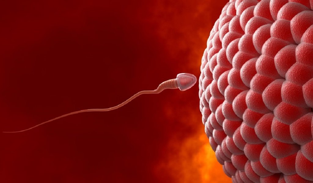 Sperma in der Vagina (Scheide) - wir beantworten alle Ihre Fragen